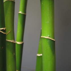 Cómo pintar la casa según la filosofía Feng Shui