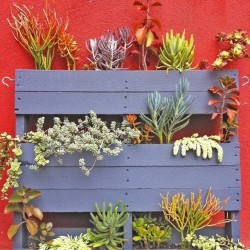 Jardines verticales con palets